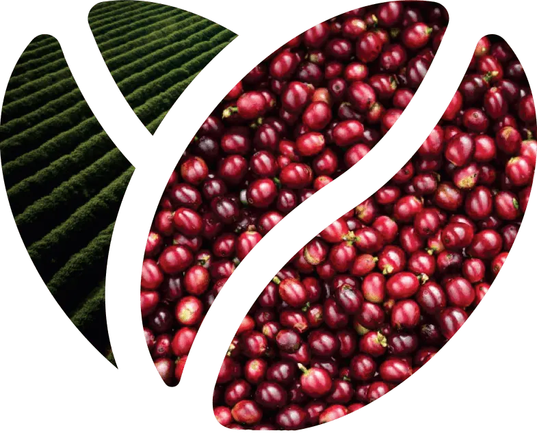 Conheça a monteCCer